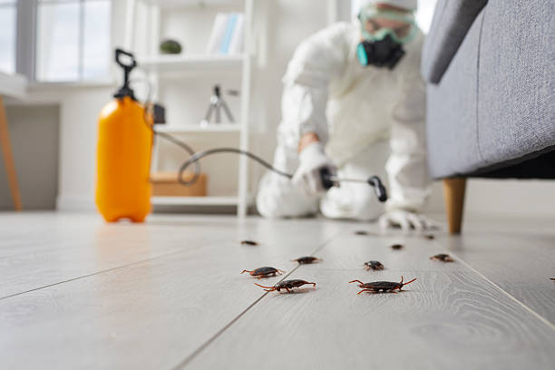 Post-Treatment Bed Bug Interceptor Monitoring in Rocky Point